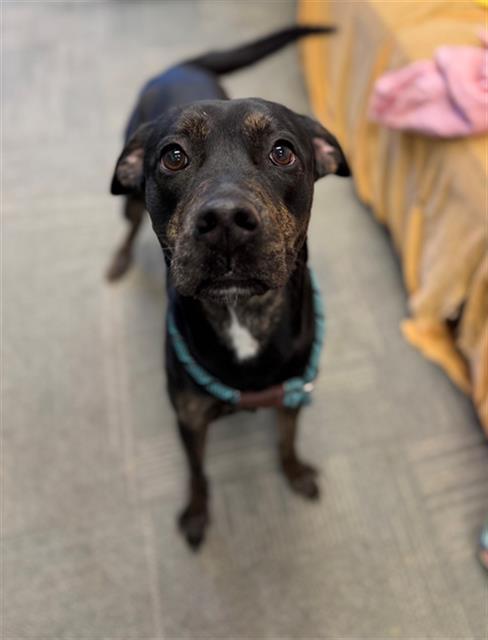 Enlarge VIXEY, a Adoptable mixed breed in Peoria, IL image 1/1