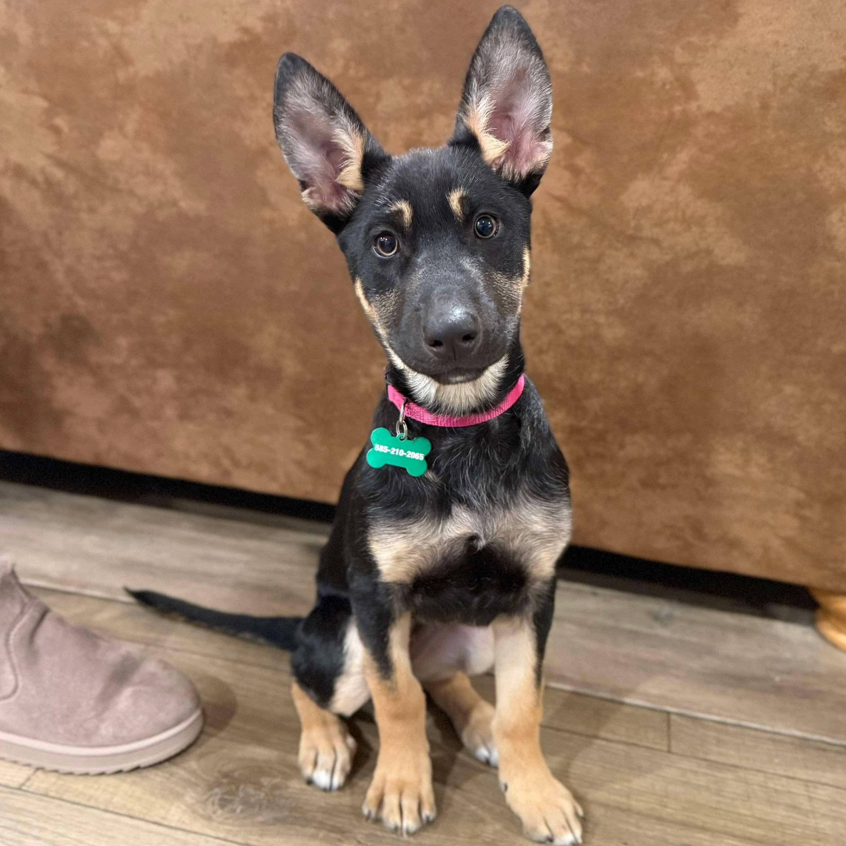 Raya, Adoptable, Puppy Female German Shepherd Dog.
