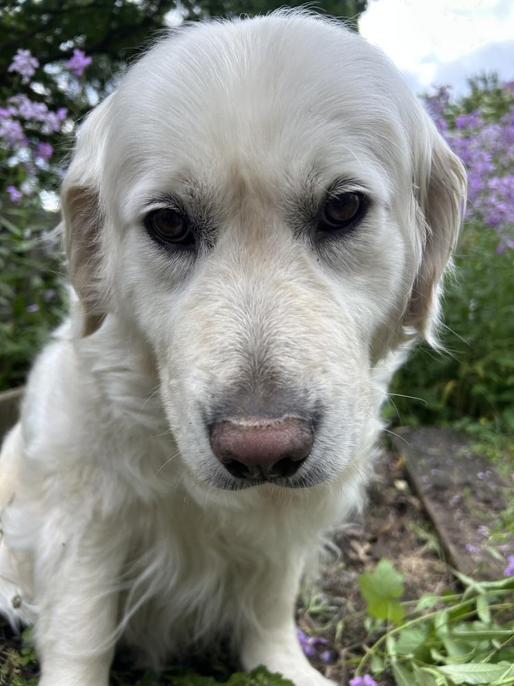 Poppy, Adoptable, Senior Female Golden Retriever.