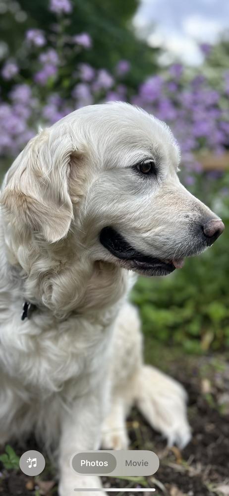 Enlarge Poppy, a Adoptable Golden Retriever in Columbus, OH image 2/6