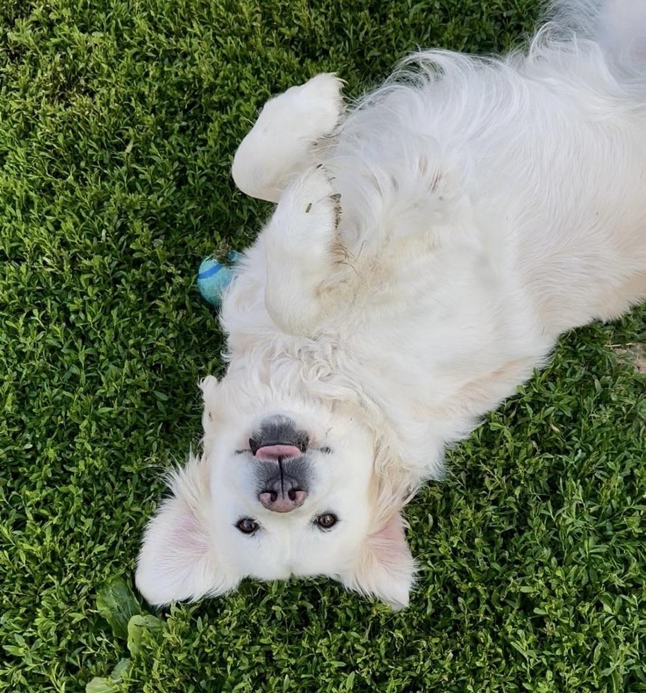 Enlarge Poppy, a Adoptable Golden Retriever in Columbus, OH image 3/6