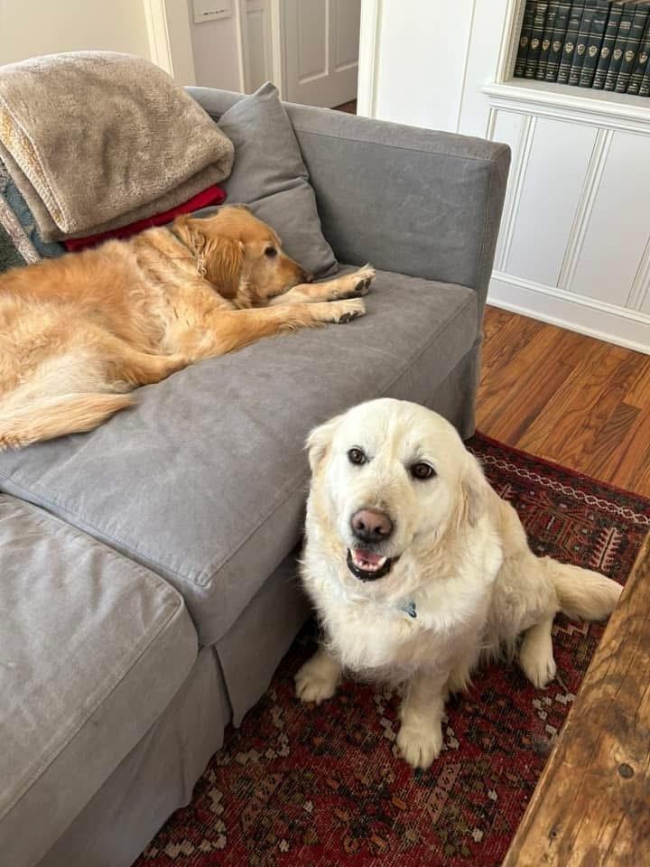 Enlarge Poppy, a Adoptable Golden Retriever in Columbus, OH image 4/6