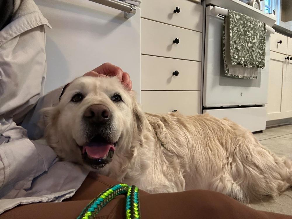 Enlarge Poppy, a Adoptable Golden Retriever in Columbus, OH image 5/6