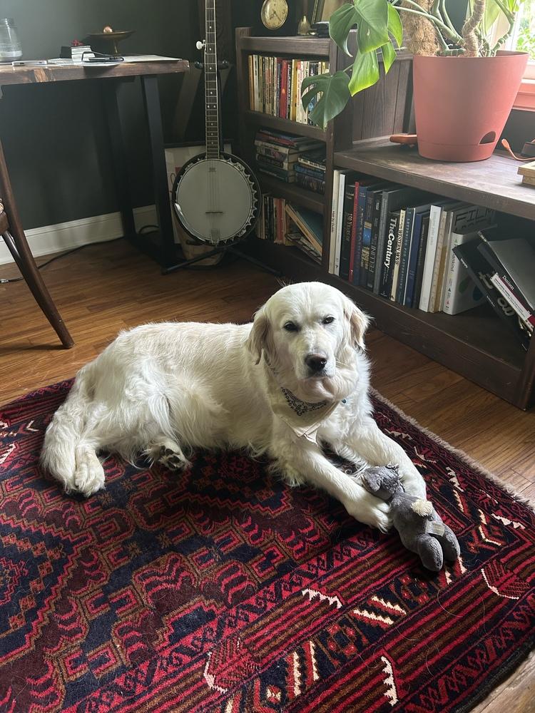 Enlarge Poppy, a Adoptable Golden Retriever in Columbus, OH image 6/6