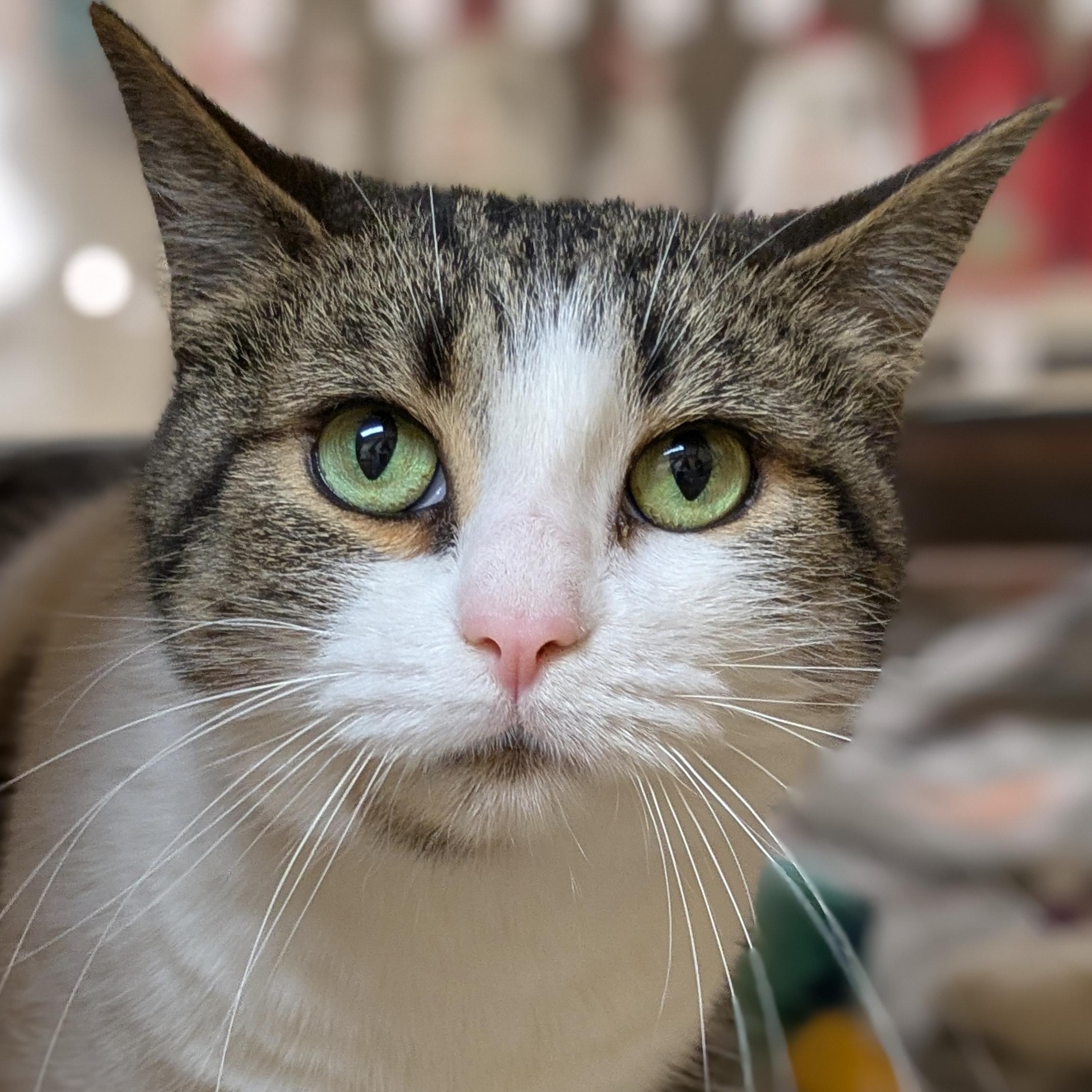 Stella Isabella, Senior Female unknown