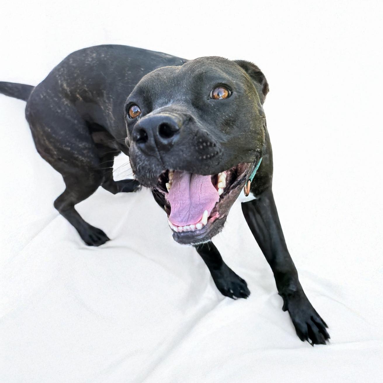 Cranberry, a Adoptable mixed breed in Scottsdale, AZ image 2/5