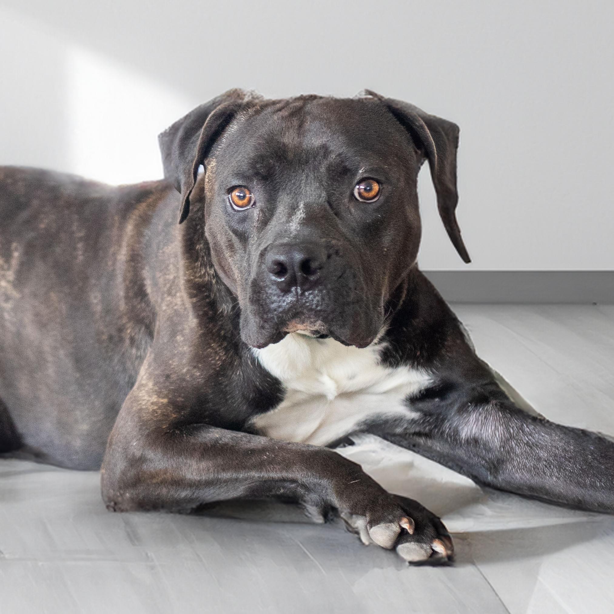 Cranberry, a Adoptable mixed breed in Scottsdale, AZ image 1/5