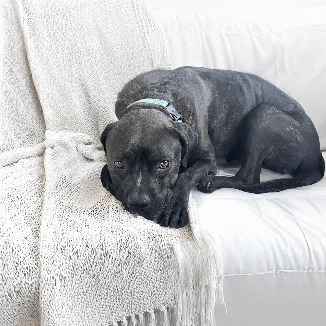 Cranberry, a Adoptable mixed breed in Scottsdale, AZ image 3/5