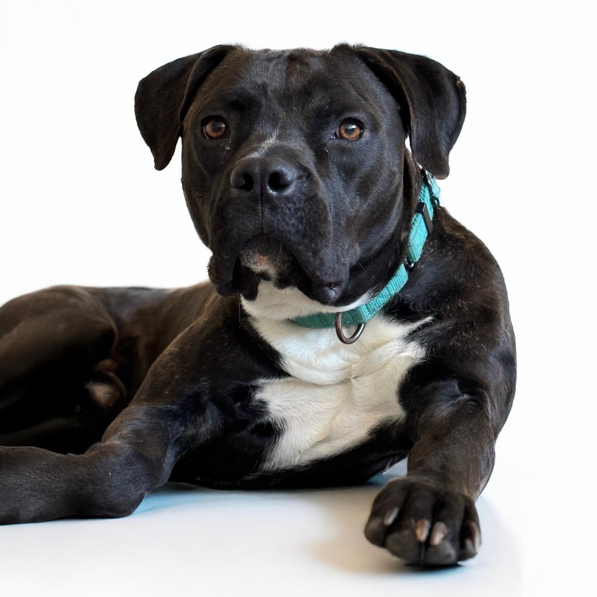 Cranberry, a Adoptable mixed breed in Scottsdale, AZ image 5/5