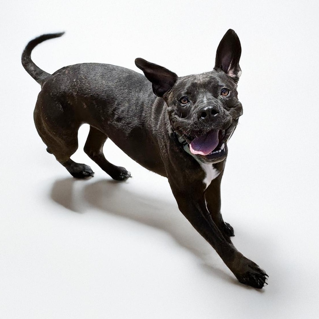 Cranberry, a Adoptable mixed breed in Scottsdale, AZ image 4/5