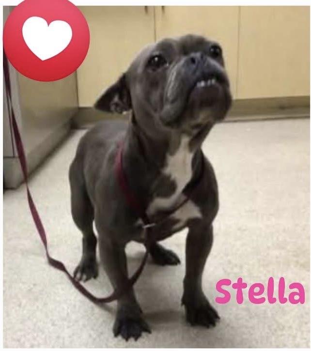 Stella