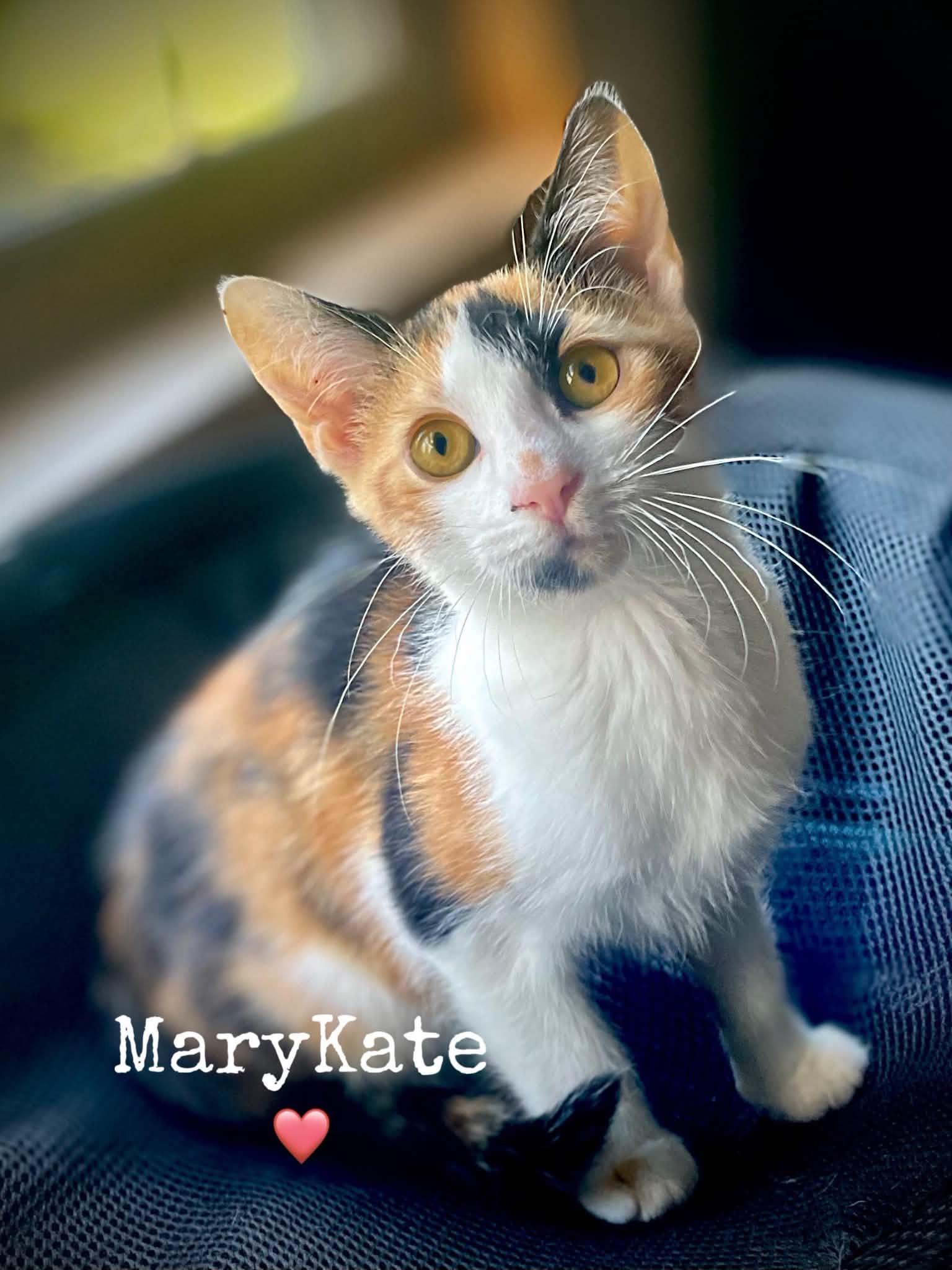 Enlarge MaryKate, a Adoptable Domestic Short Hair in Dansville, NY image 1/1