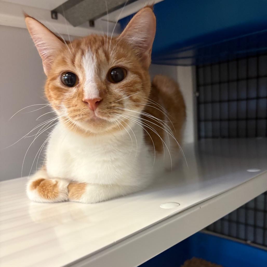 Cool Whip, Adoptable, Young Female Domestic Short Hair.