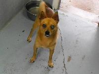 Enlarge Banjo, a Adoptable mixed breed in Ogdensburg, NY image 1/1