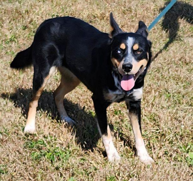 Kelsey, a Adoptable mixed breed in Belvidere, IL image 1/4