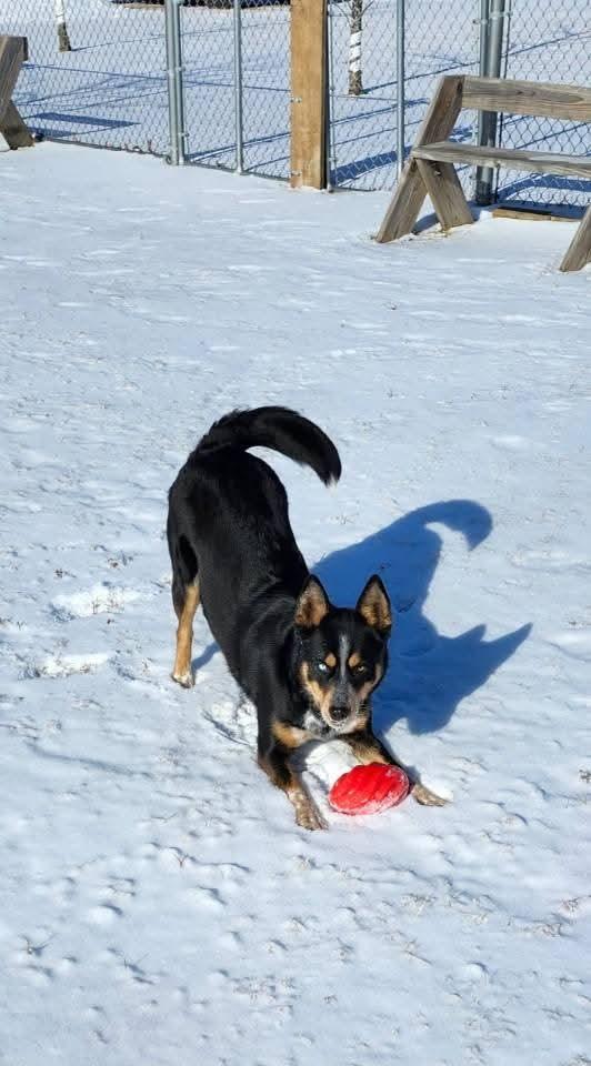 Kelsey, a Adoptable mixed breed in Belvidere, IL image 1/4