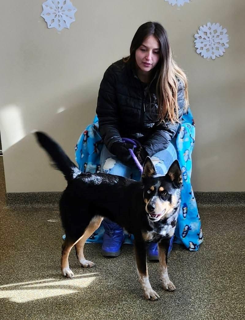 Kelsey, a Adoptable mixed breed in Belvidere, IL image 4/4