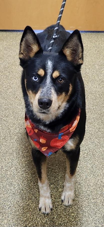 Kelsey, a Adoptable mixed breed in Belvidere, IL image 2/4