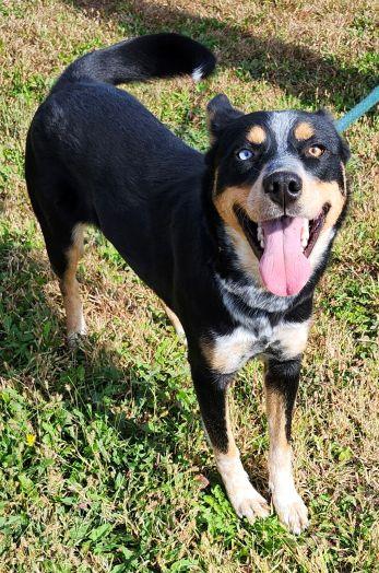 Kelsey, a Adoptable mixed breed in Belvidere, IL image 4/4