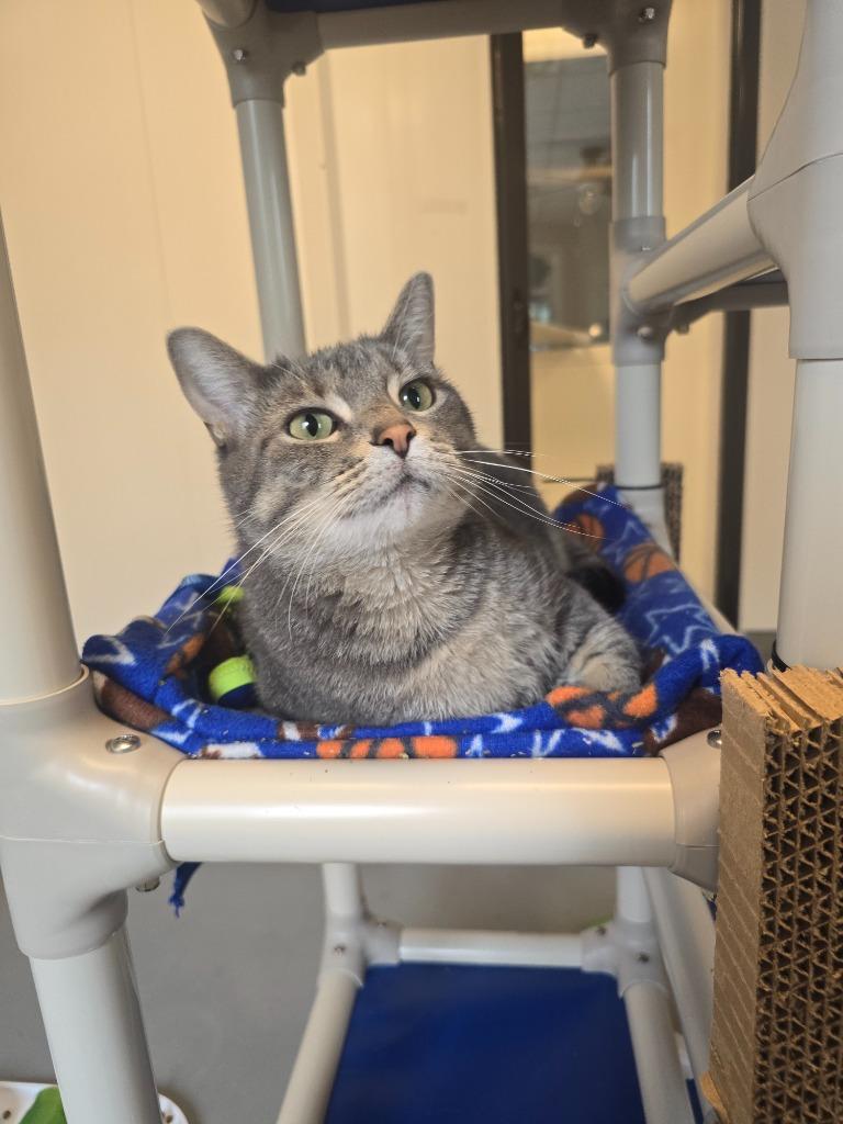 Gina, Adoptable, Adult Female Domestic Short Hair.
