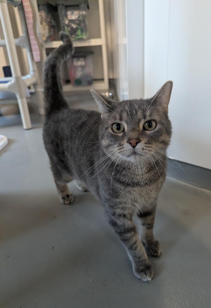 Enlarge Gina, a Adoptable mixed breed in Barron, WI image 2/6