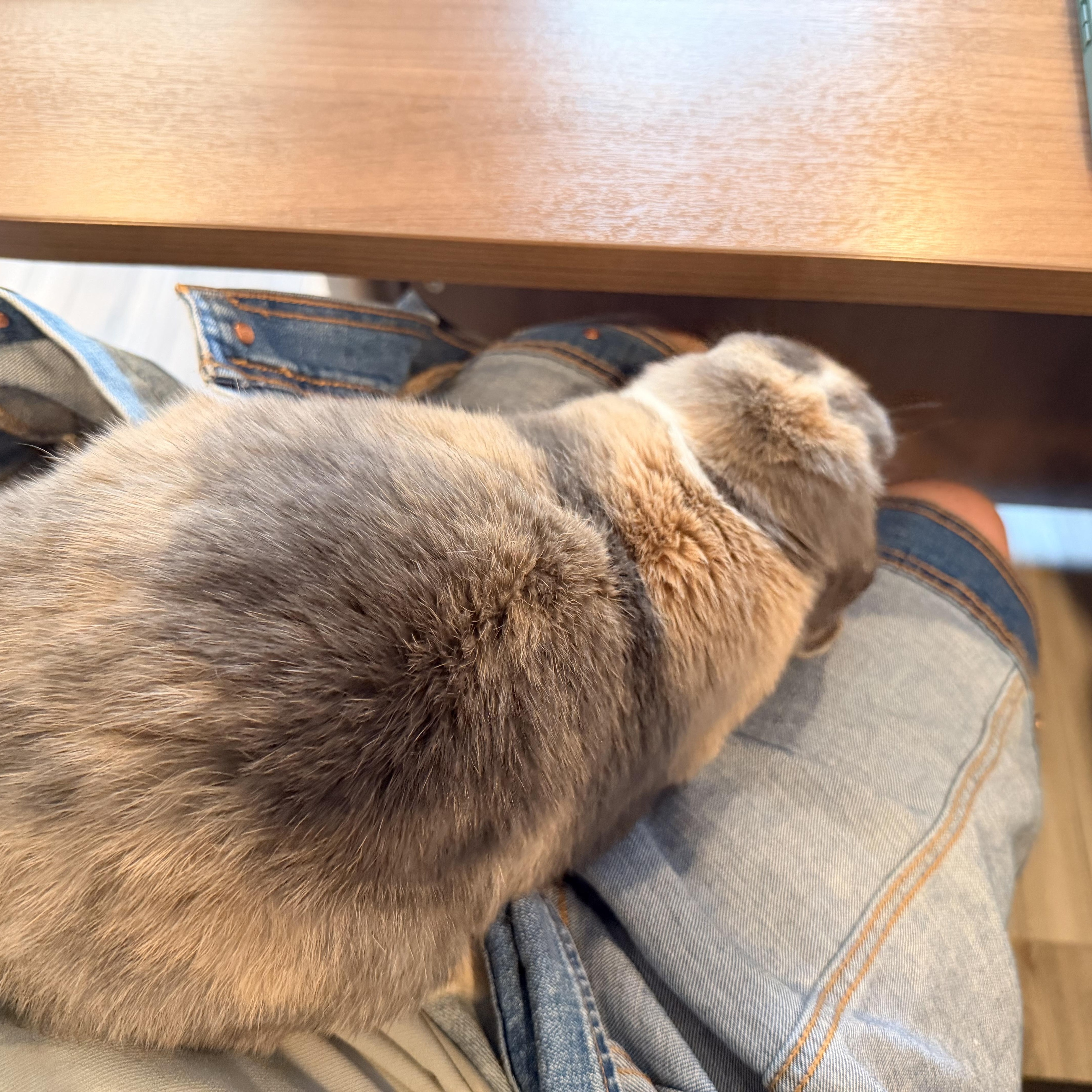 Enlarge Gray, a Adoptable Lop Eared in Gig Harbor, WA image 5/5