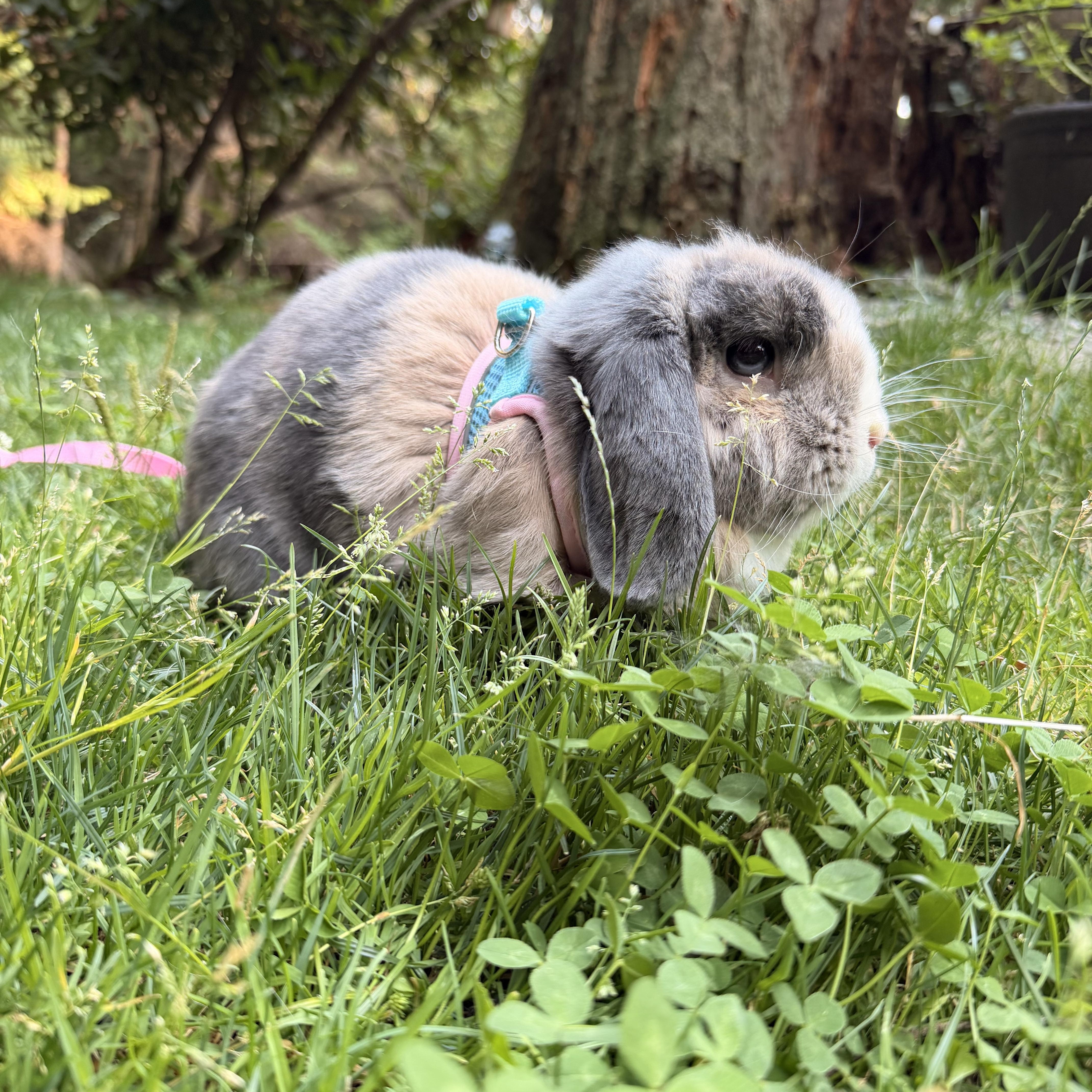 Enlarge Gray, a Adoptable Lop Eared in Gig Harbor, WA image 1/5