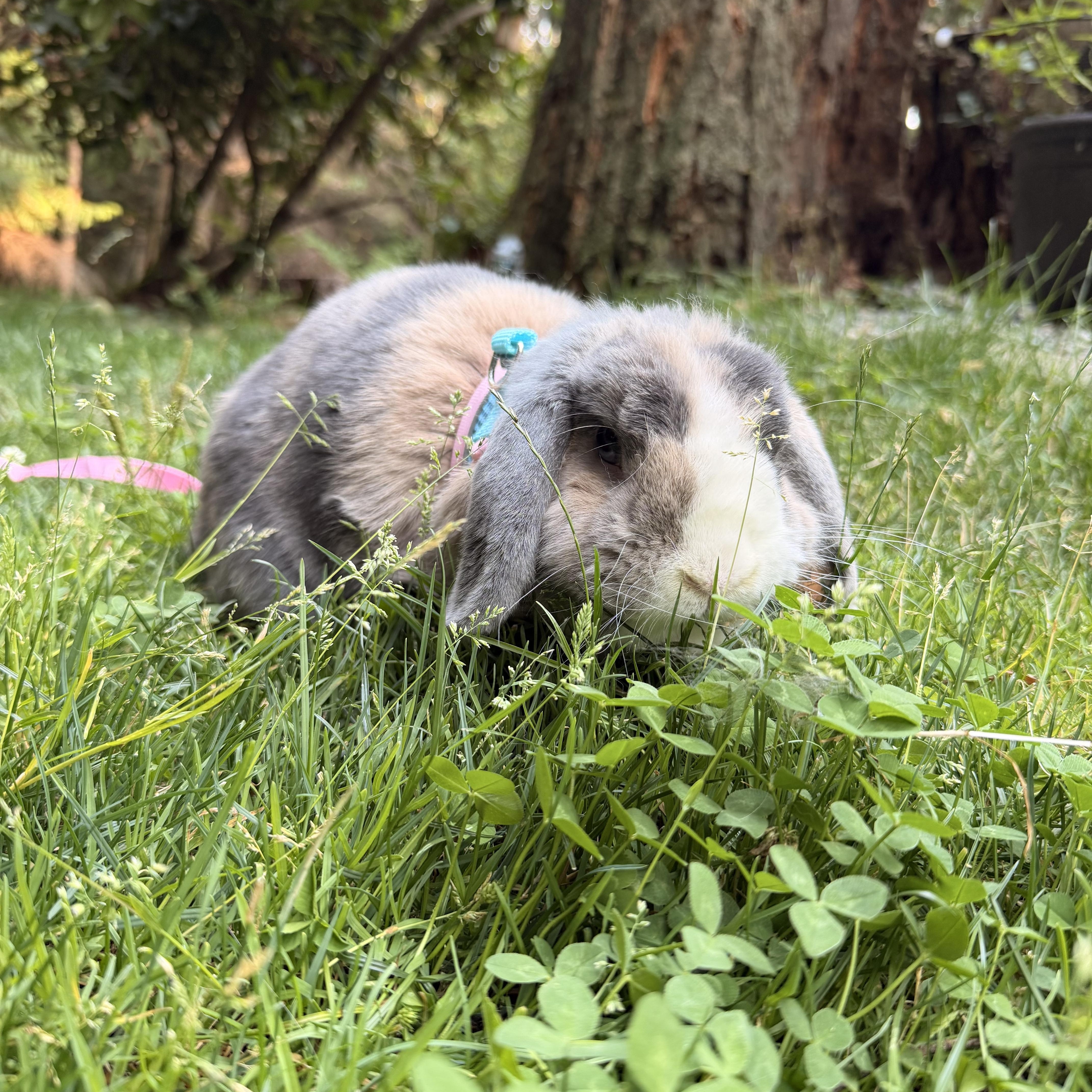 Enlarge Gray, a Adoptable Lop Eared in Gig Harbor, WA image 2/5