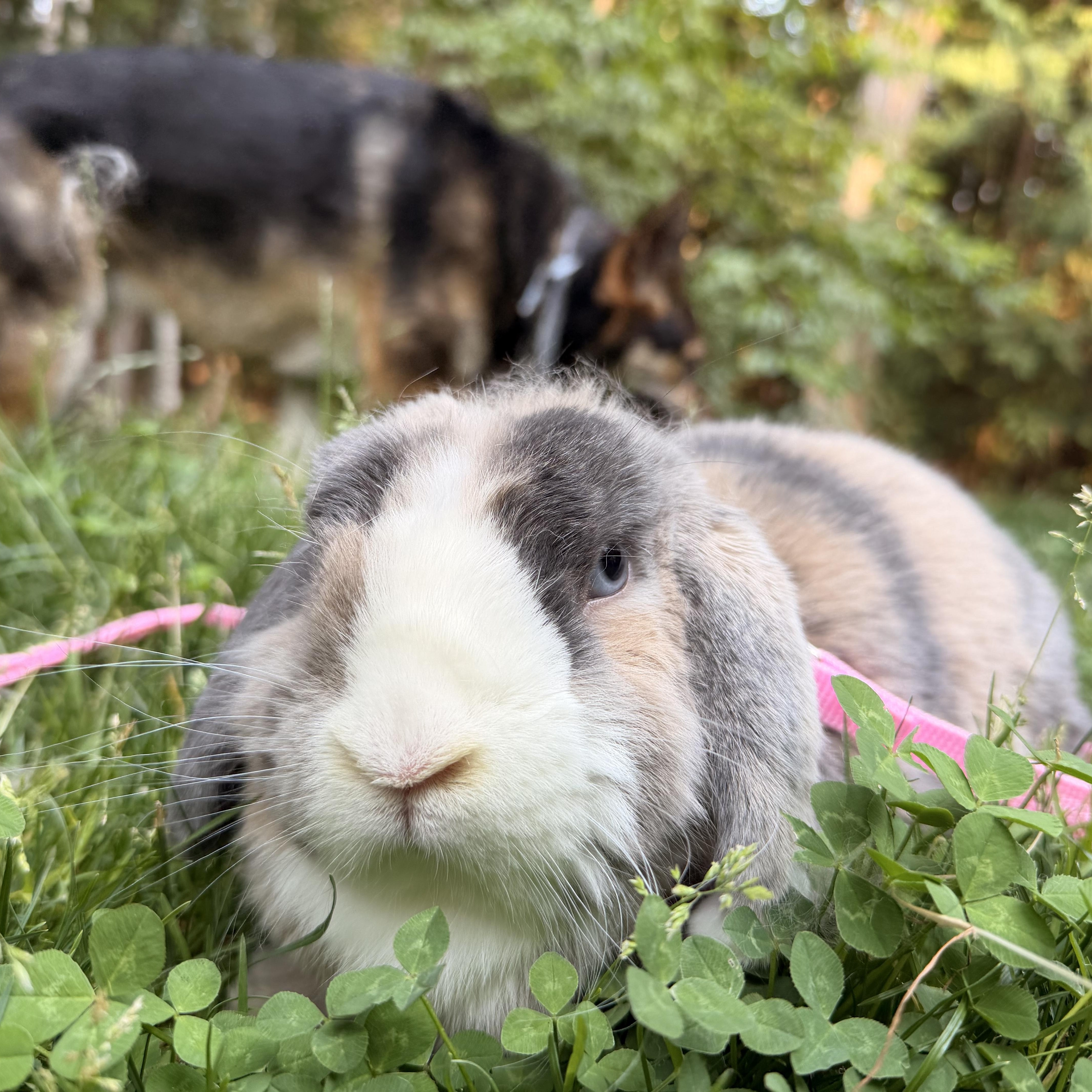 Enlarge Gray, a Adoptable Lop Eared in Gig Harbor, WA image 4/5
