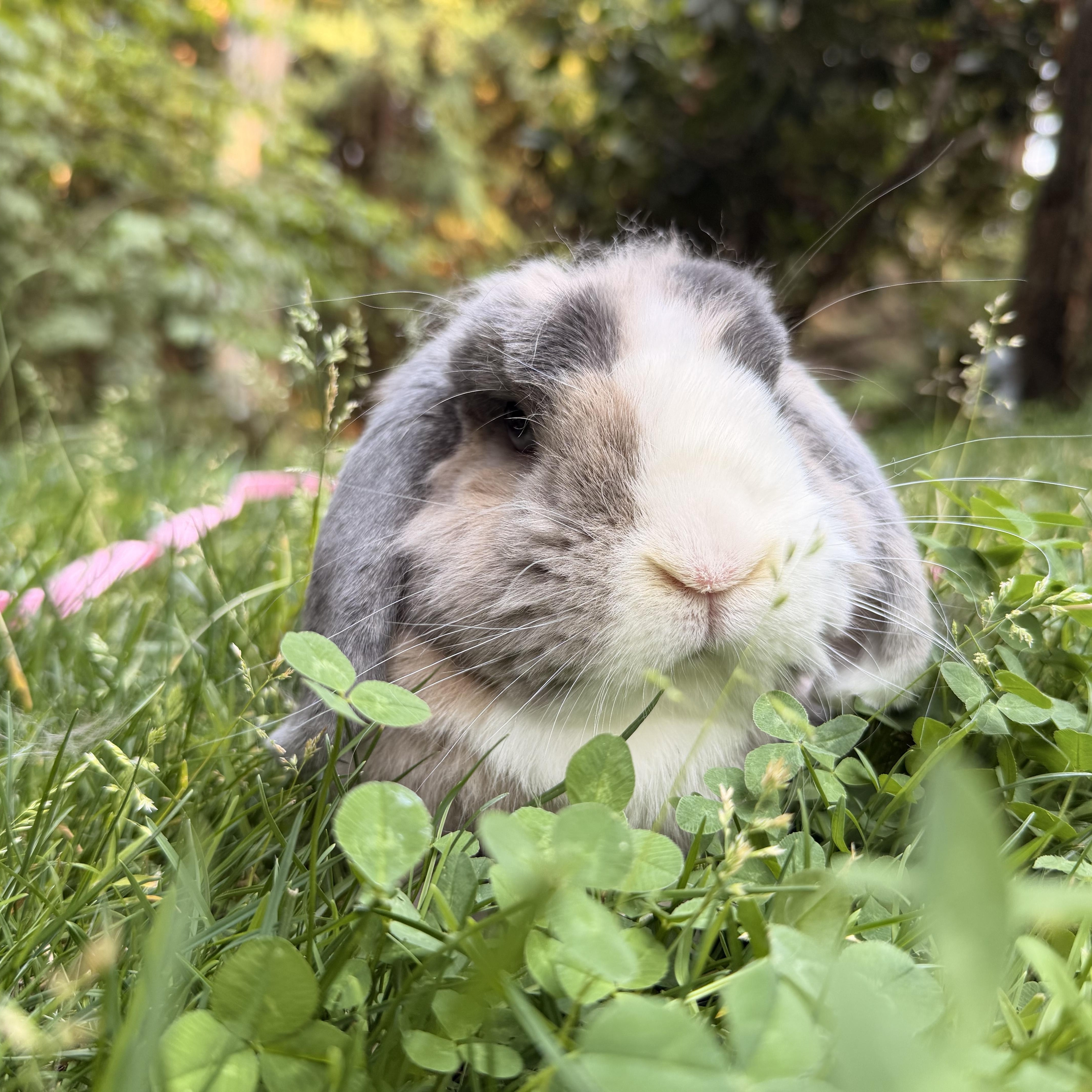 Enlarge Gray, a Adoptable Lop Eared in Gig Harbor, WA image 3/5