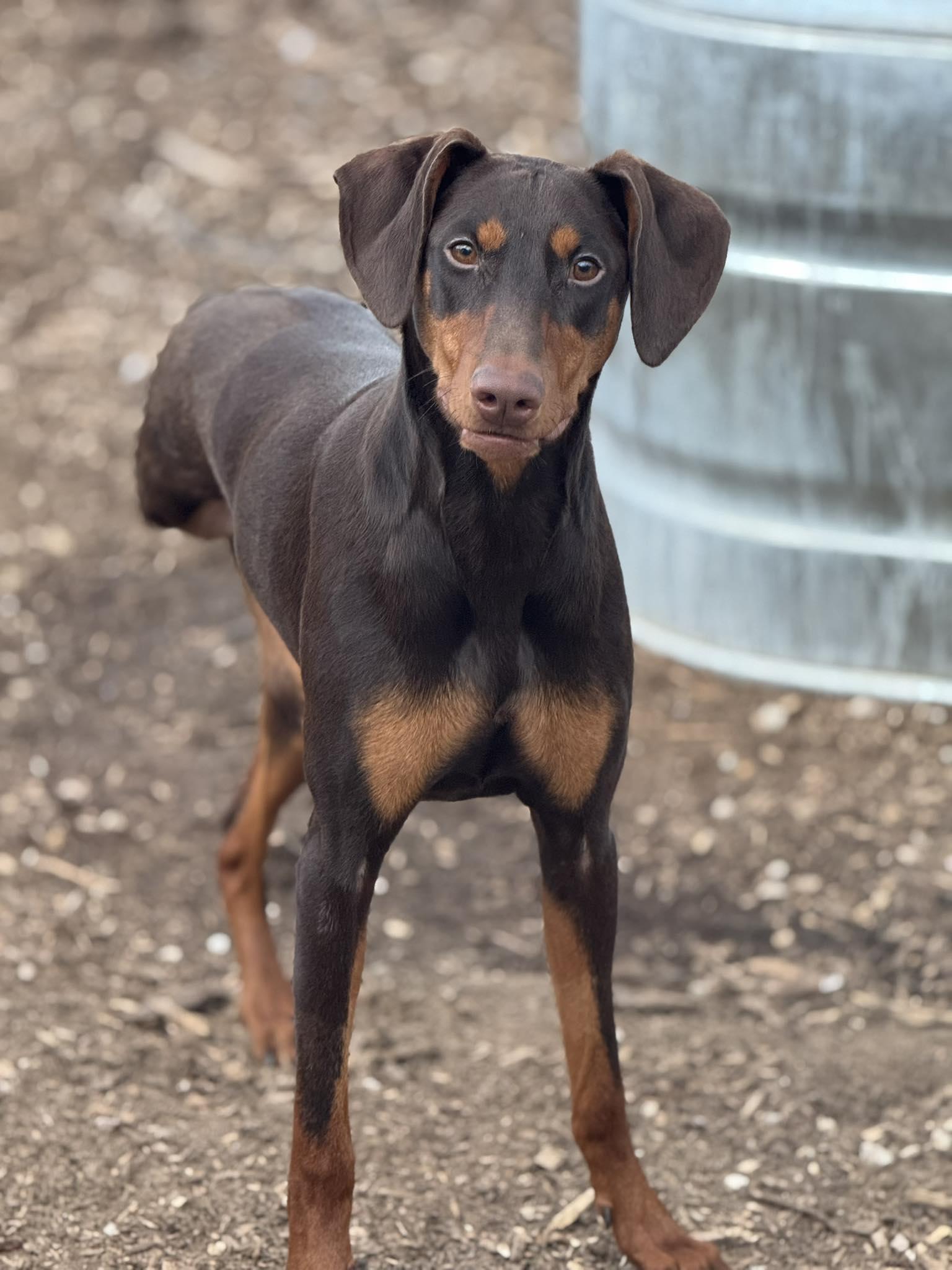 Moxie, a Adoptable Doberman Pinscher in Morgantown, WV image 1/3