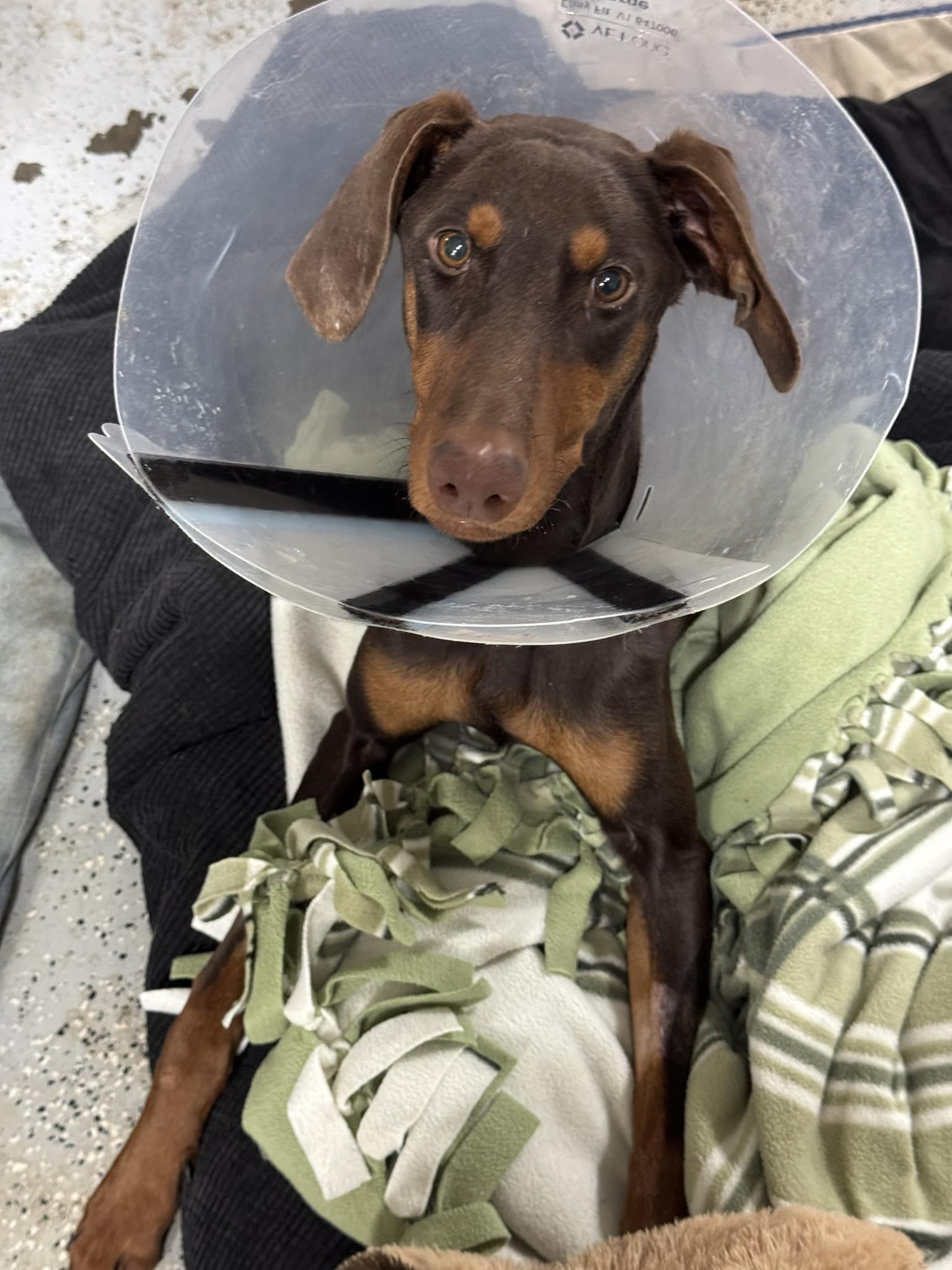 Moxie, a Adoptable Doberman Pinscher in Morgantown, WV image 2/3