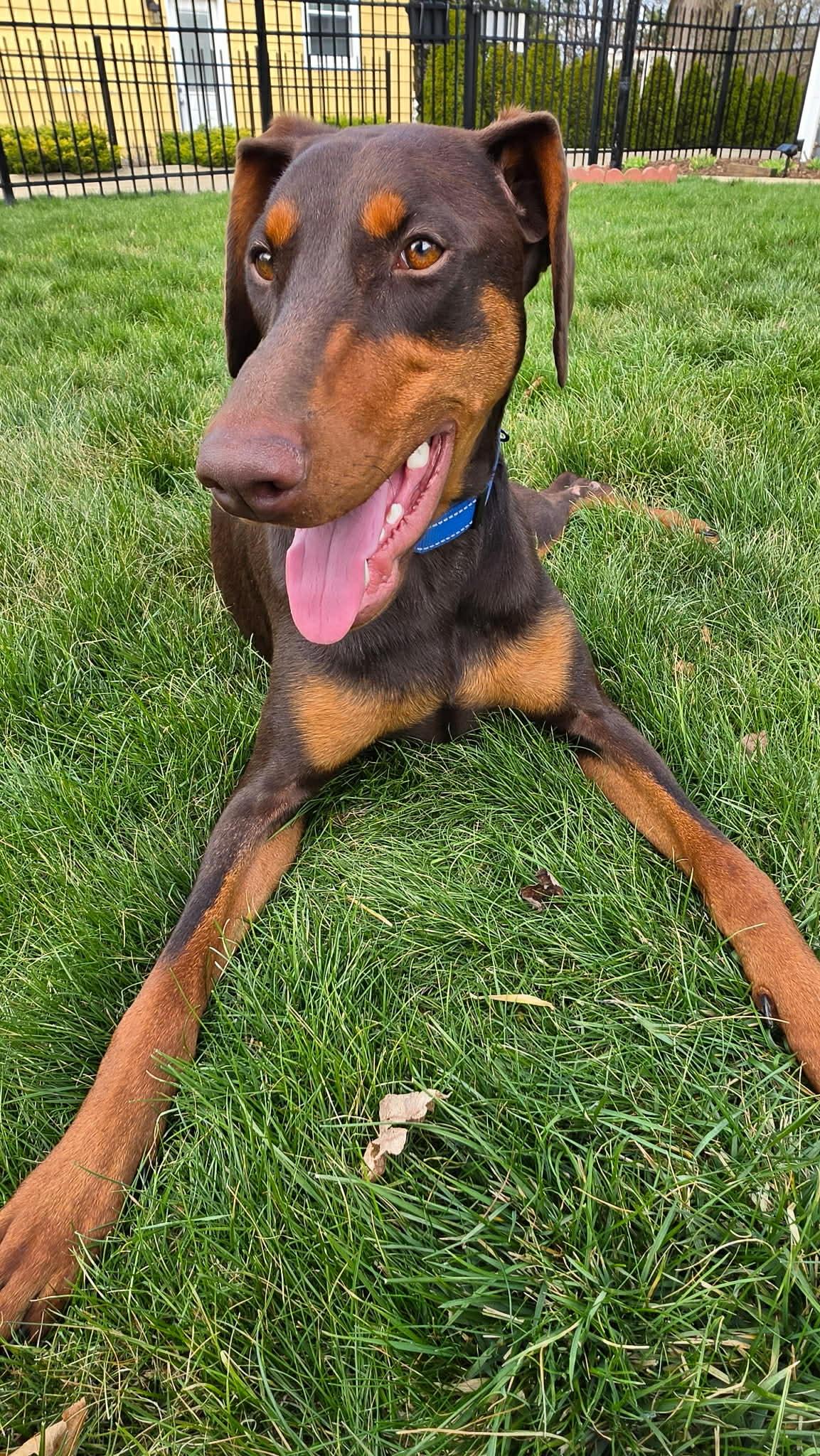 Moxie, Adoptable, Young Female Doberman Pinscher.