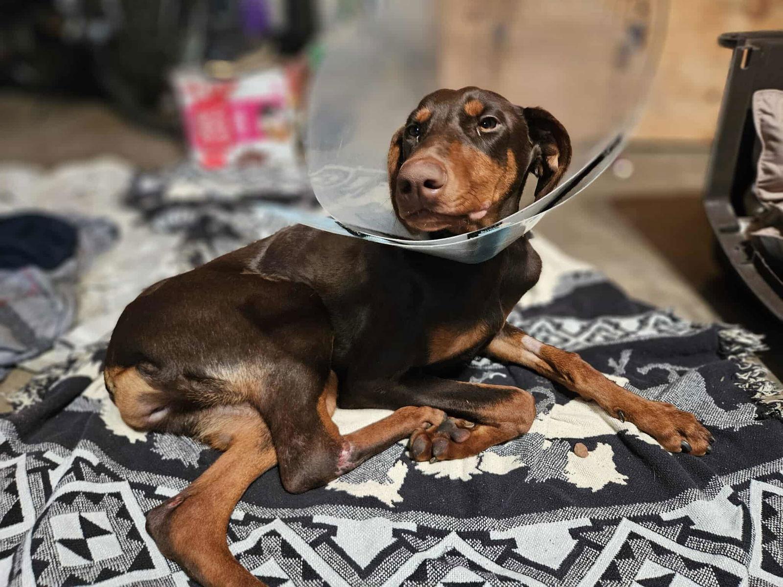 Moxie, a Adoptable Doberman Pinscher in Morgantown, WV image 3/3