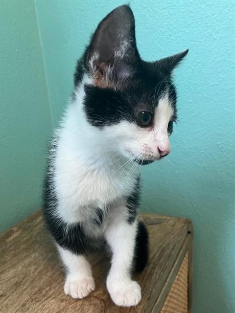 Enlarge JASPER, a Adoptable Domestic Short Hair in Tallahassee, FL image 1/1