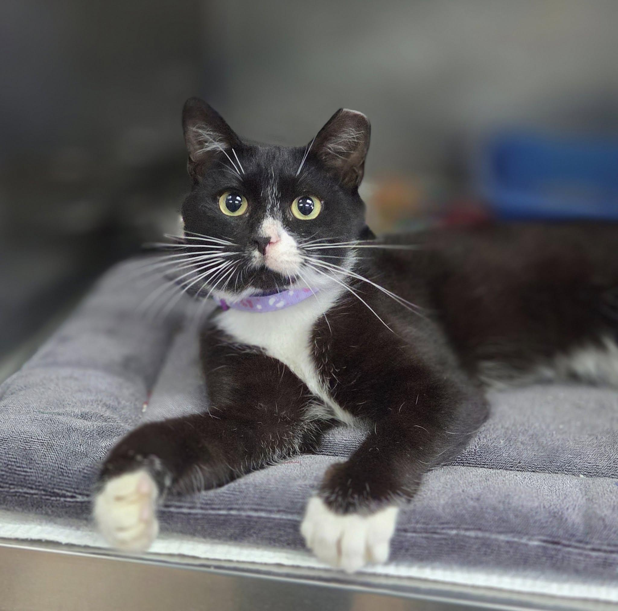 Blackie, Young Female unknown