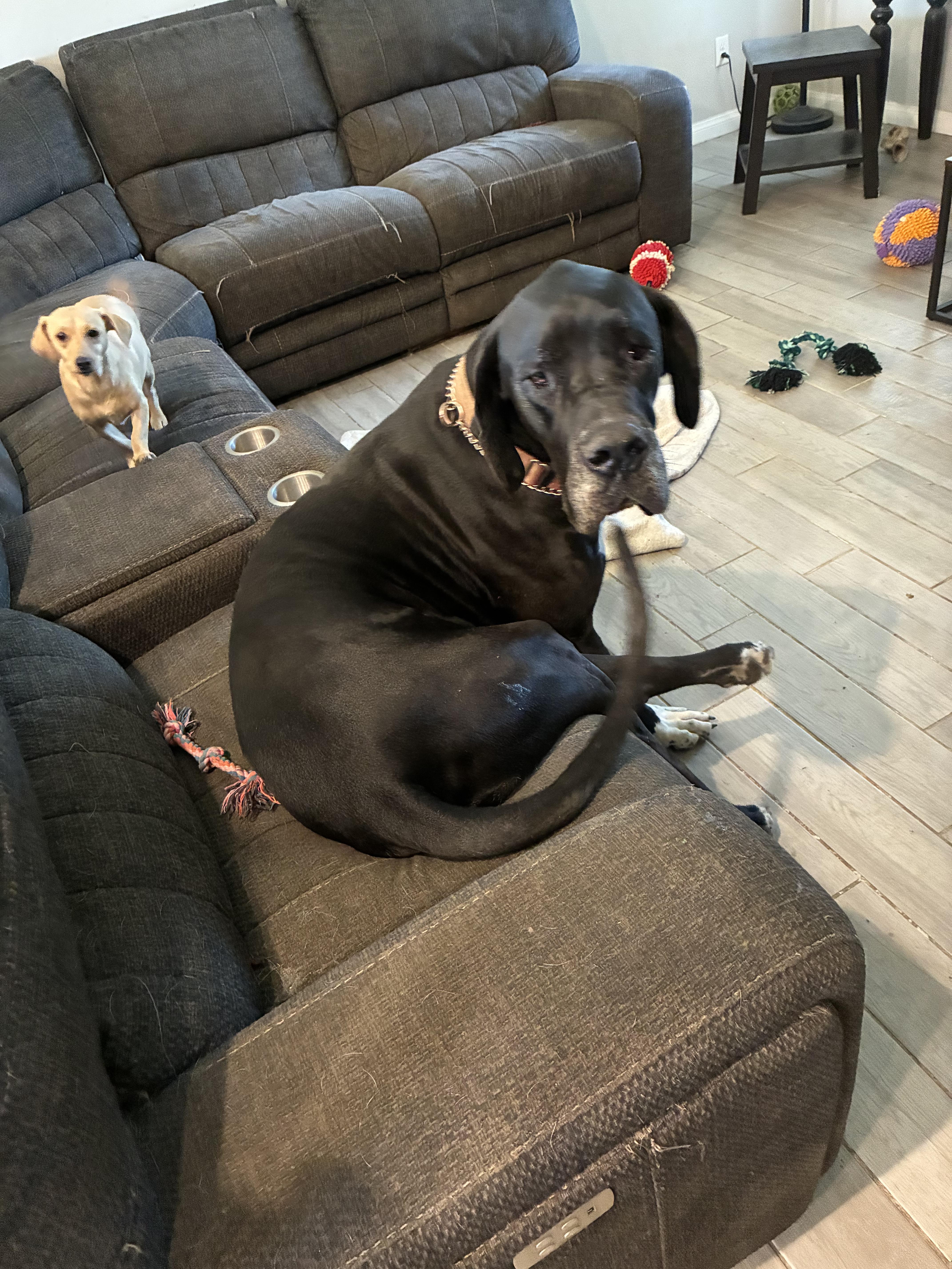 Denali, a ADOPTABLE Great Dane in Long Beach, CA image 1/6