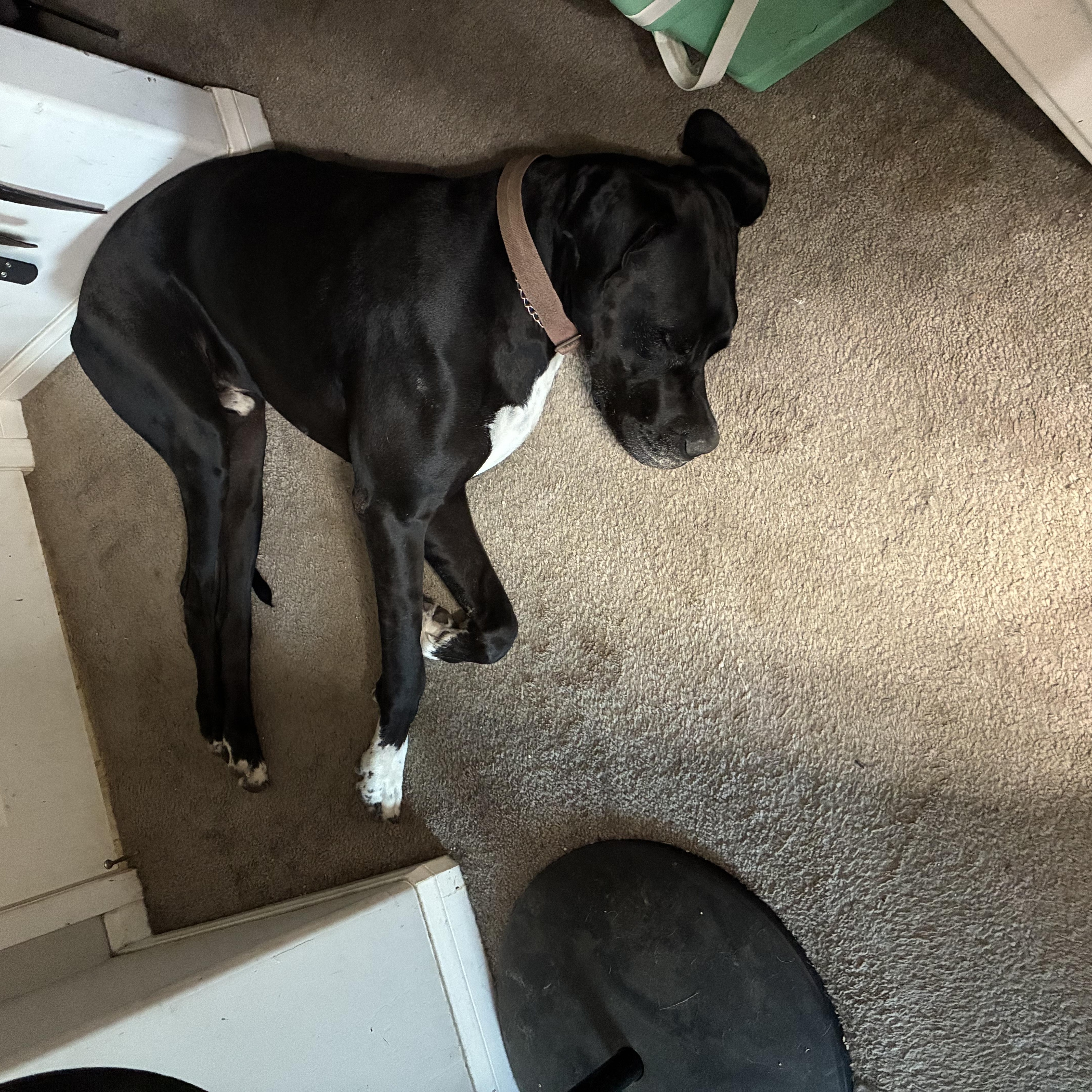 Denali, a ADOPTABLE Great Dane in Long Beach, CA image 4/6