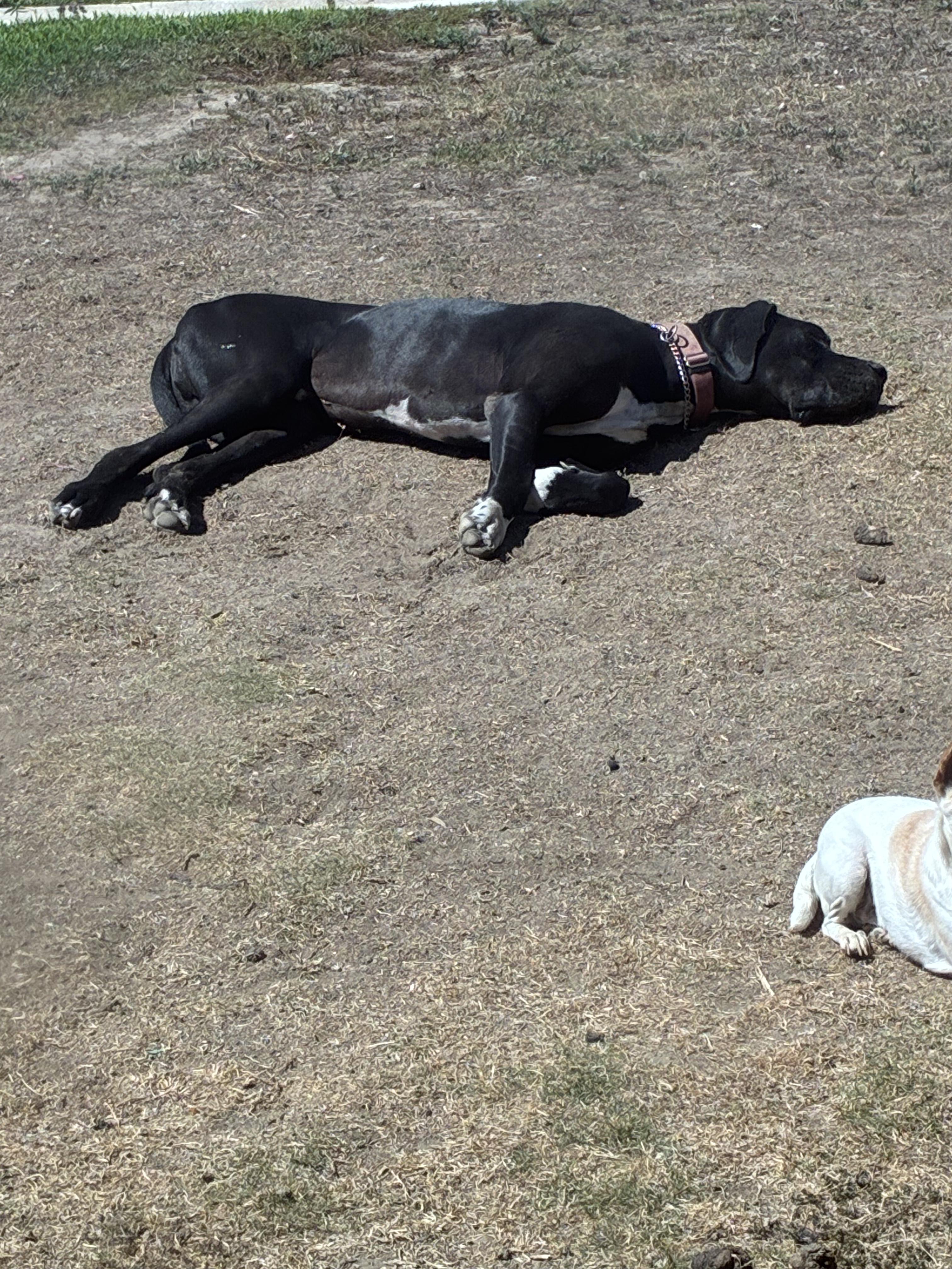 Denali, a ADOPTABLE Great Dane in Long Beach, CA image 3/6
