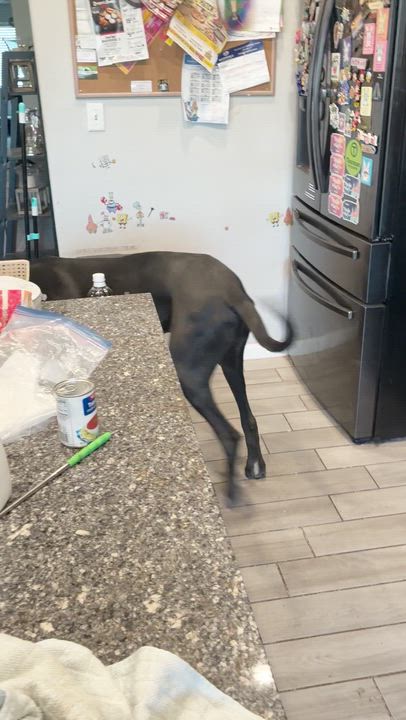 Enlarge Denali, a ADOPTABLE Great Dane in Long Beach, CA video 6/6