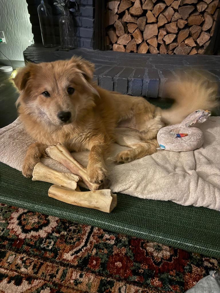 Giselle, Adoptable, Young Female Chow Chow.