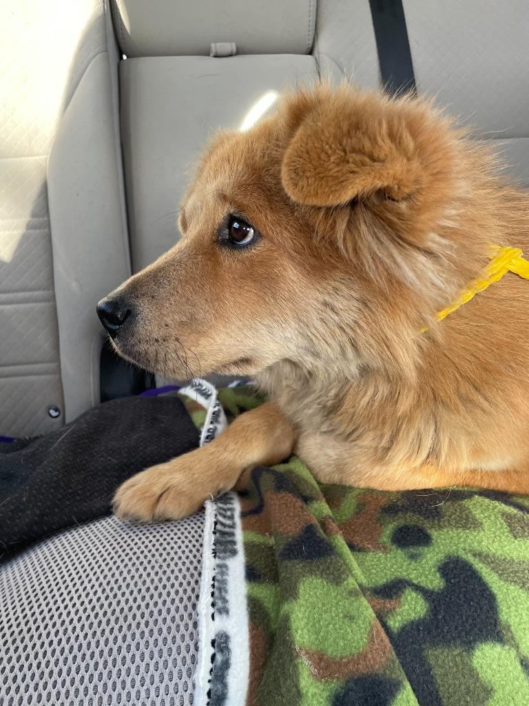 Enlarge Giselle, a Adoptable Chow Chow in Tulsa, OK image 2/6
