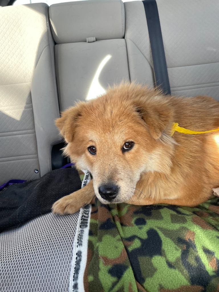 Giselle, a Adoptable Chow Chow in Tulsa, OK image 4/6