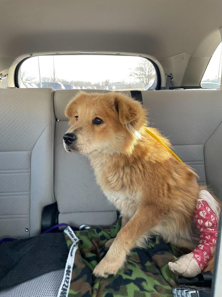 Enlarge Giselle, a Adoptable Chow Chow in Tulsa, OK image 4/6