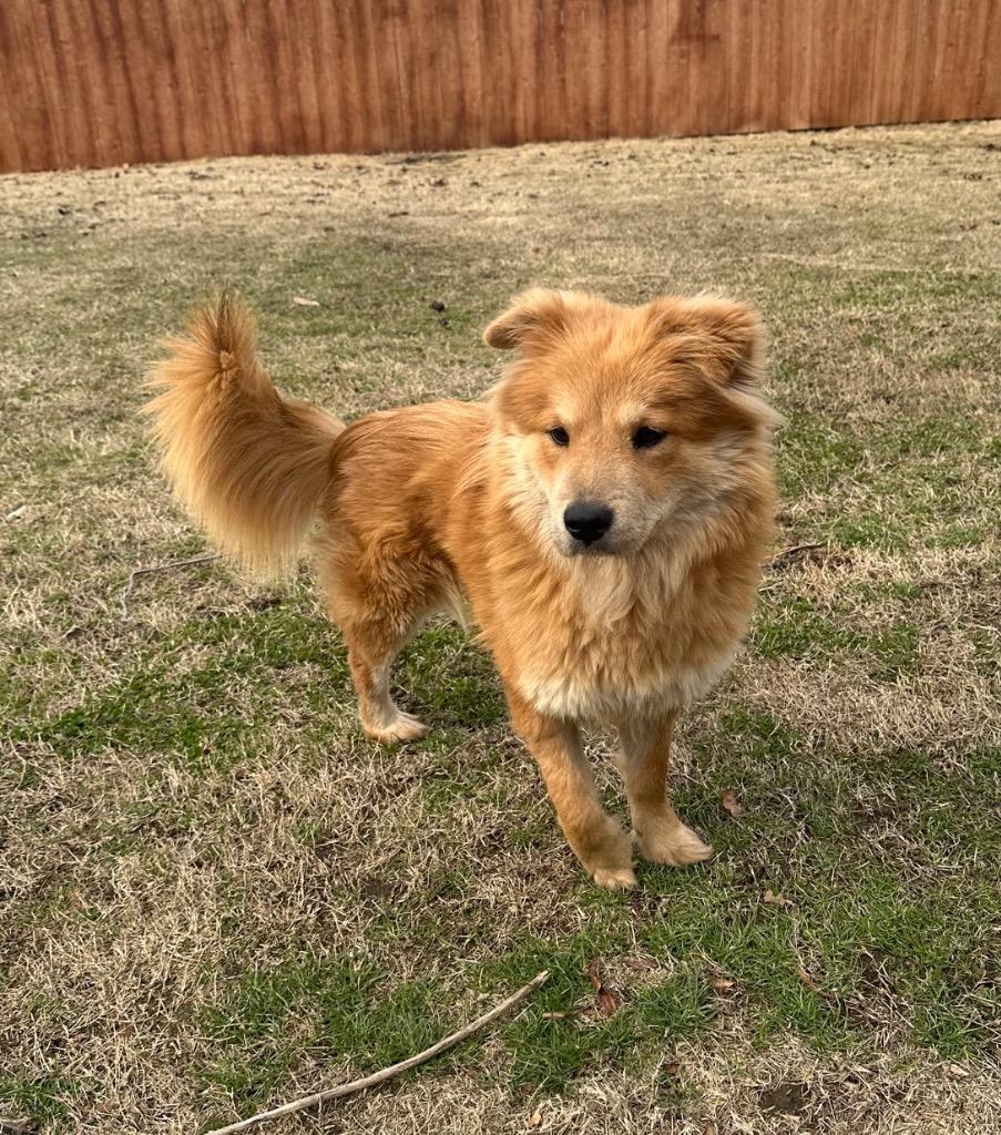Giselle, a Adoptable Chow Chow in Tulsa, OK image 1/6