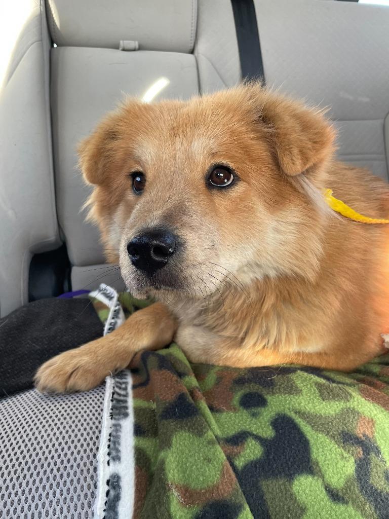 Enlarge Giselle, a Adoptable Chow Chow in Tulsa, OK image 6/6