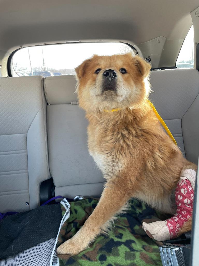 Giselle, a Adoptable Chow Chow in Tulsa, OK image 5/6