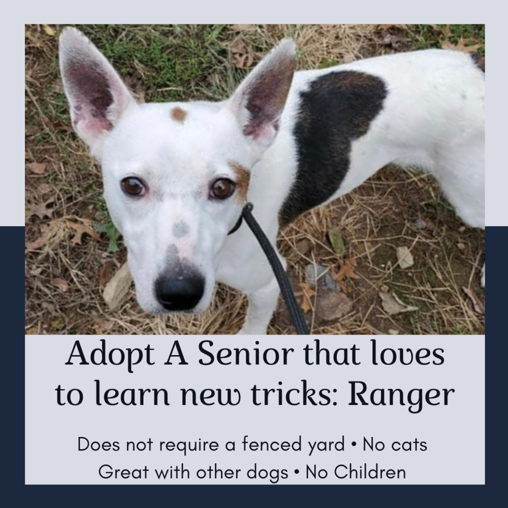 Enlarge Ranger, a Adoptable mixed breed in Pottstown, PA image 2/11