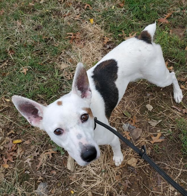 Enlarge Ranger, a Adoptable mixed breed in Pottstown, PA image 3/11