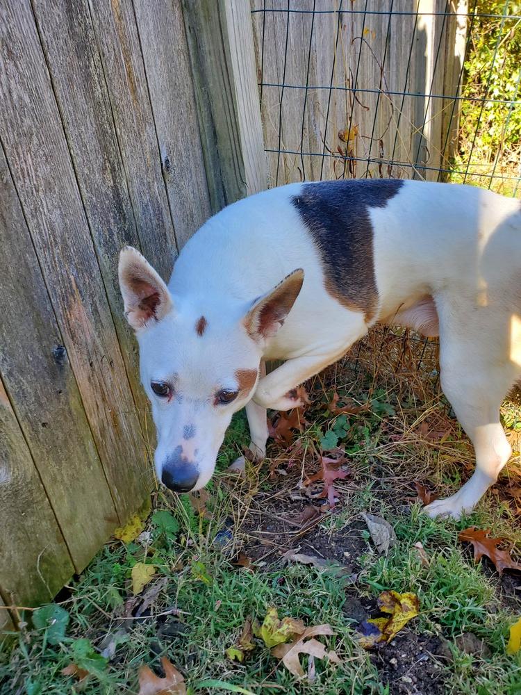 Enlarge Ranger, a Adoptable mixed breed in Pottstown, PA image 2/6
